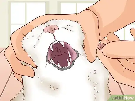 Image titled Travel Long Distance With a Cat Step 3