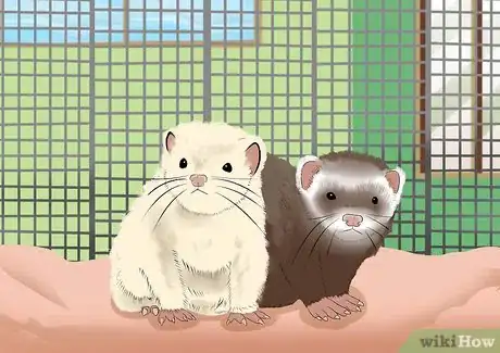 Image titled Raise Ferrets Together Step 1