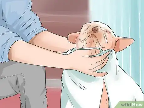 Image titled Promote Safe Whelping for Short Legged Dog Breeds Step 9