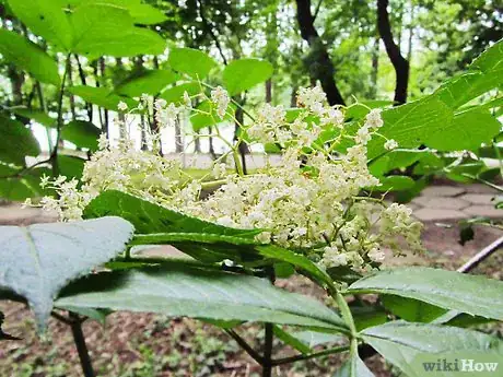 Image titled Make Elderflower Cordial Step 16