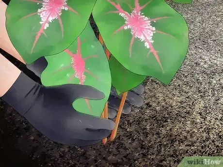 Image titled Overwinter Tropical Plants Step 16