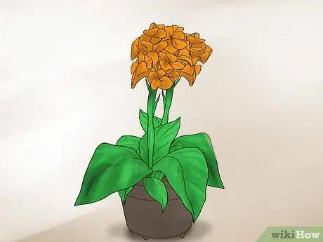Image titled Grow Cannas Step 16