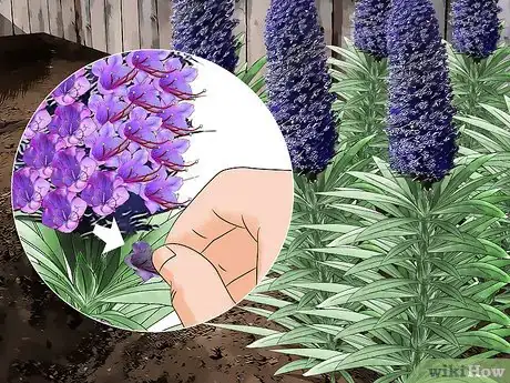Image titled Grow Echium Step 17