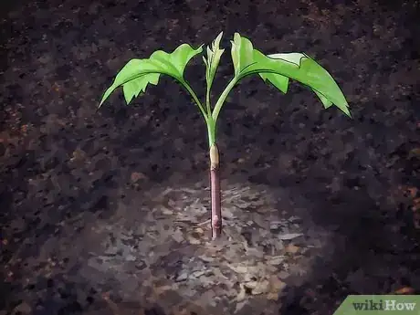 Image titled Grow Snowball Trees Step 6