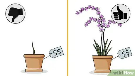 Image titled Choose an Orchid Plant Step 8