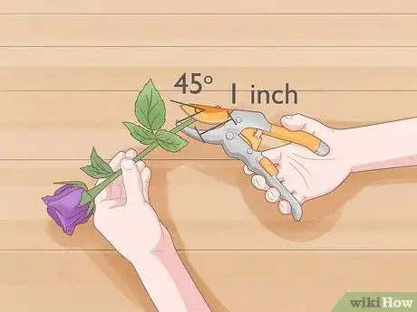 Image titled Breed Purple Roses Step 2