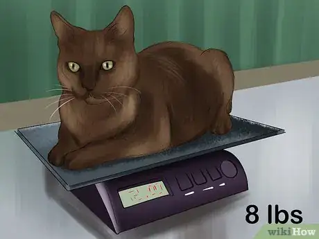 Image titled Keep a Cat's Mind Active Step 3