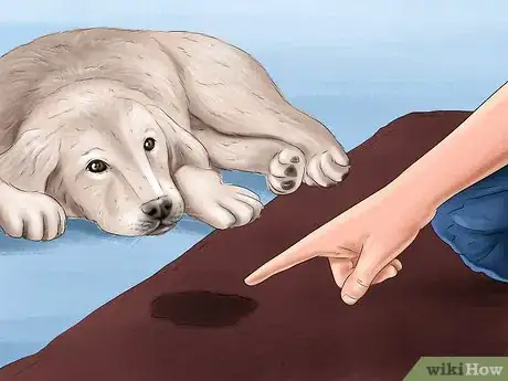 Image titled Track the Development of New Puppies Step 10
