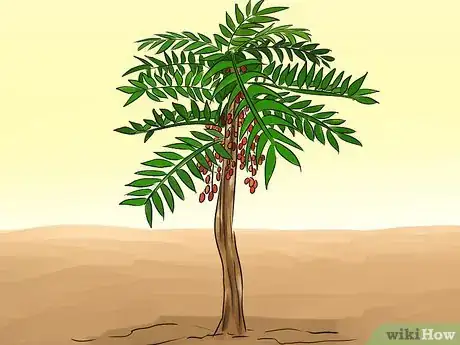 Image titled Take Tongkat Ali Step 7