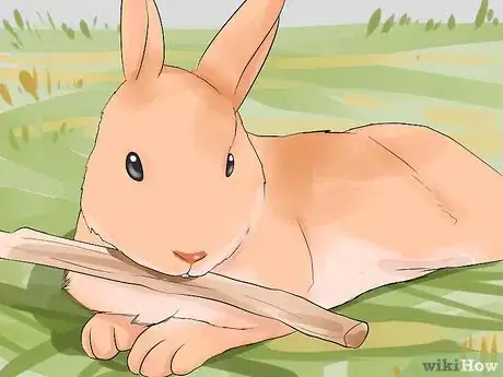 Image titled Care for Palomino Rabbits Step 7