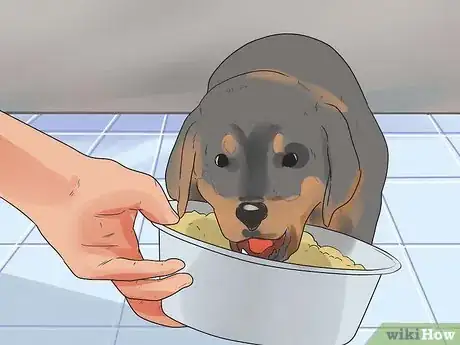Image titled Care for Rottweilers Step 5