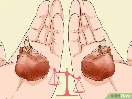 Image titled Get Tulip Bulbs Step 4