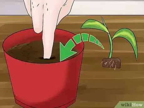 Image titled Propagate a Golden Pothos Step 6