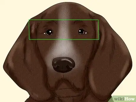 Image titled Identify a Bracco Italiano Step 4
