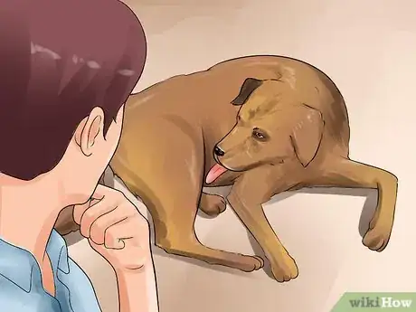 Image titled Detect Canine Bladder Stones Step 5