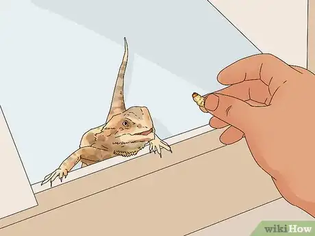 Image titled Build Love With Your Bearded Dragon Step 9