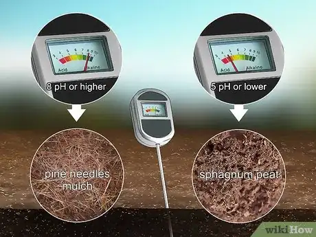 Image titled Grow Akebia Quinata Step 4