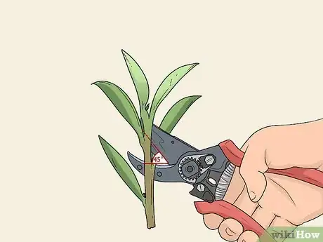 Image titled Take Hardwood Cuttings Step 5