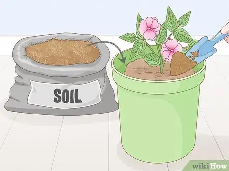 Image titled Grow New Guinea Impatiens Indoors Step 6