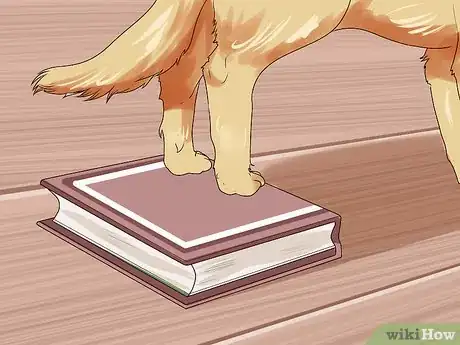 Image titled Get a Dog to Do a Handstand Step 2