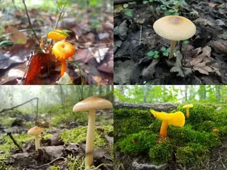 Image titled Marginout