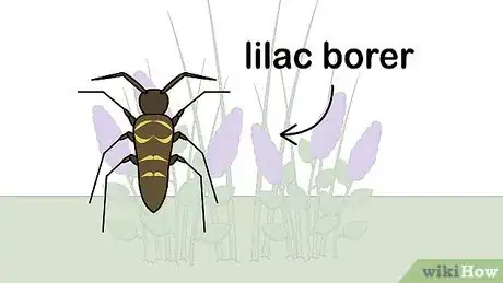 Image titled Care for Lilacs Step 14