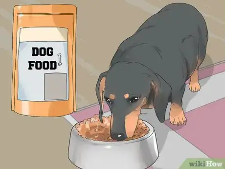 Image titled Promote Safe Whelping for Short Legged Dog Breeds Step 2