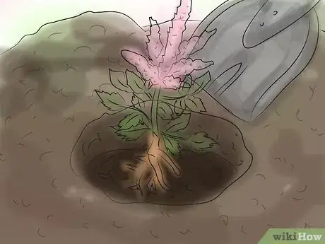 Image titled Grow Astilbe Step 7