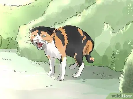 Image titled Identify and Help Feral and Stray Cats Step 4
