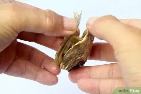 Image titled Fry Oysters Step 12