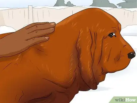 Image titled Identify a Bloodhound Step 10