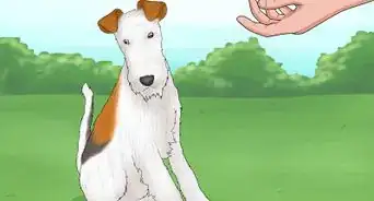 Identify a Wire Fox Terrier
