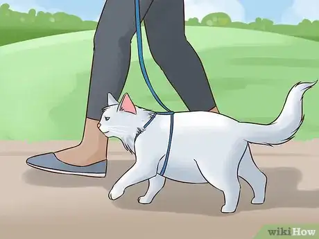 Image titled Treat Obesity in Cats Step 11