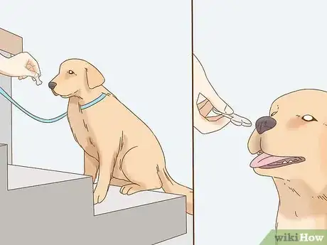Image titled Train a Blind Dog to Handle the Stairs Step 4