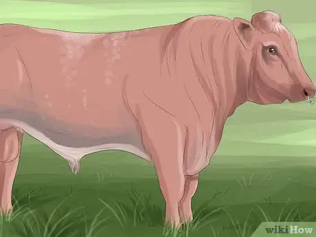 Image titled Identify Shorthorn Cattle Step 3