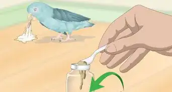 Spot Signs of Illness in Parrotlets