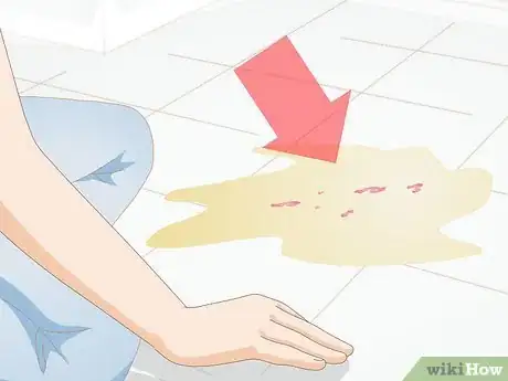 Image titled Diagnose Urinary Tract Disease in Cats Step 4