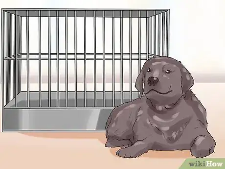 Image titled Have a Successful First Day with a New Dog Step 12