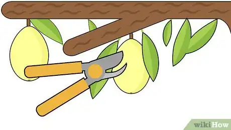 Image titled Plant Loquat Seeds Step 13