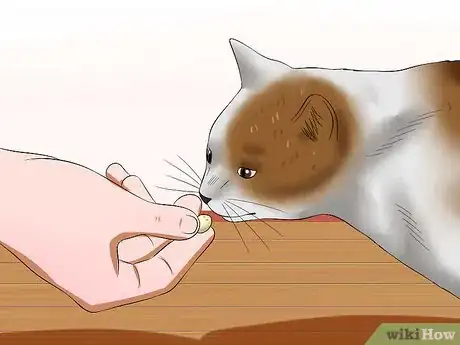 Image titled Get Your Cat to Stand Up Step 6