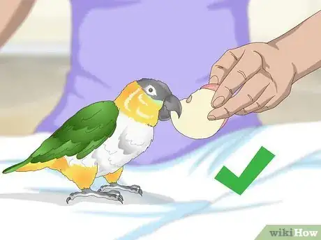 Image titled Handle Your Caique Parrot Step 7