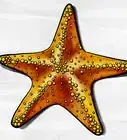 Draw a Starfish
