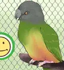 Care for a Senegal Parrot