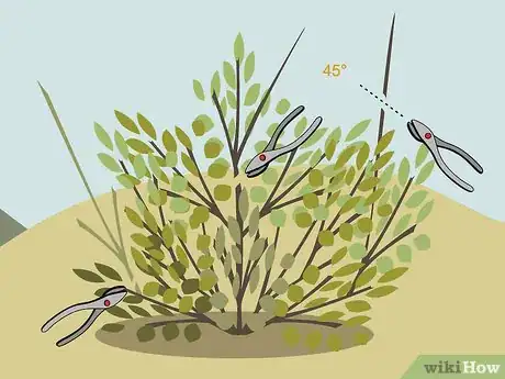 Image titled Prune Shrubs Step 07