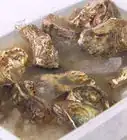 Store Fresh Oysters