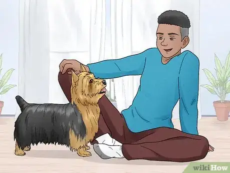 Image titled Identify a Silky Terrier Step 13