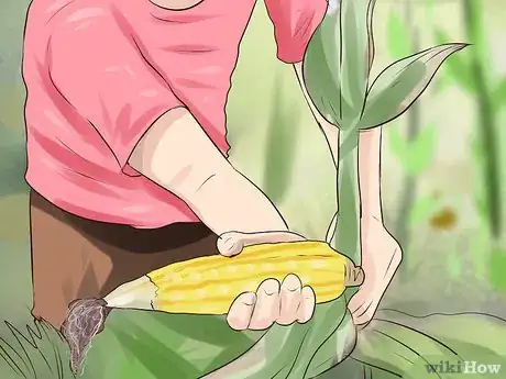Image titled Grow Sweet Corn Step 16