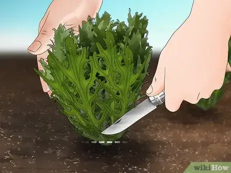 Image titled Grow Endive Step 15