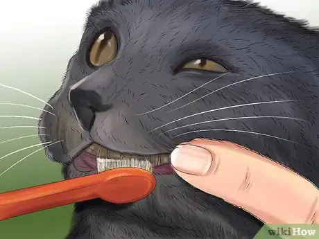 Image titled Care for a Korat Step 2