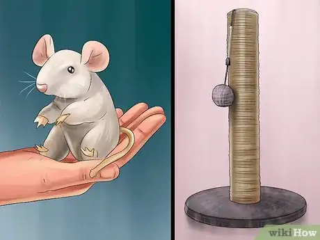 Image titled Take Care of an Oriental Cat Step 7